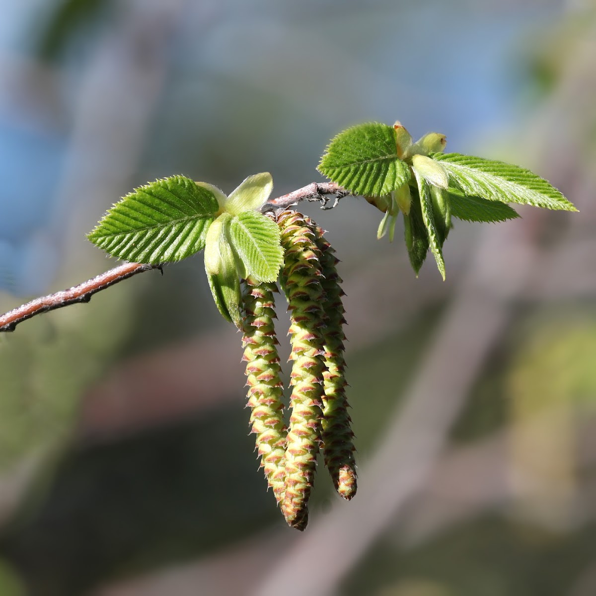 European hop-hornbeam