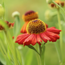 Yellow red flowers