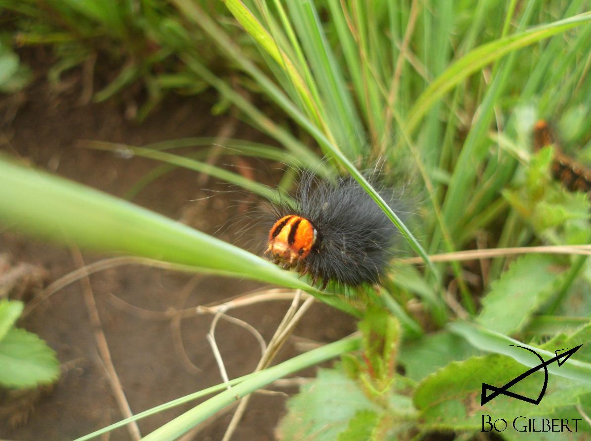 caterpillar