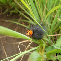 caterpillar