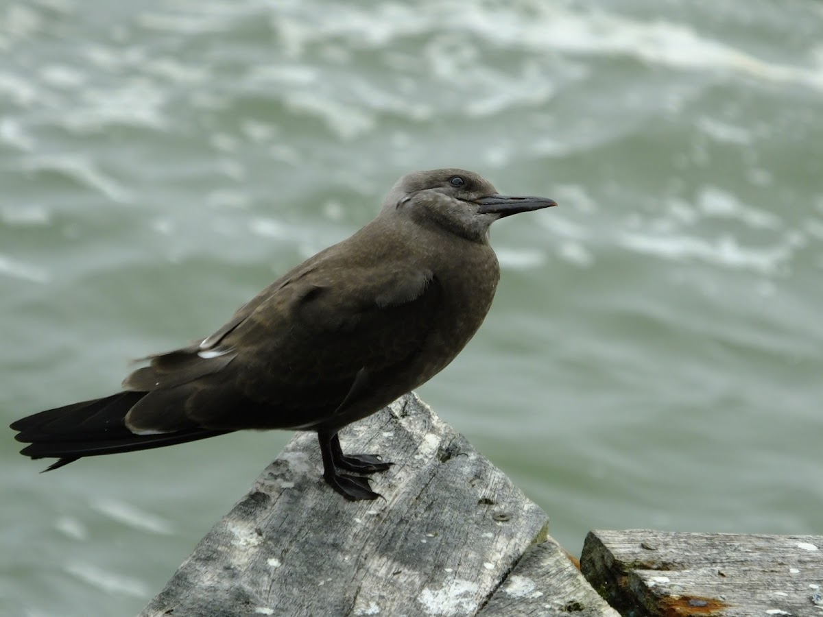 Inca Tern (juvenile)