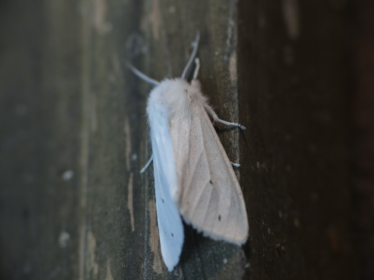 Virginia tiger moth