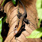 Delicate Ameiva, Delicate Whiptail