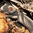 Soft Spiny Tailed Gecko