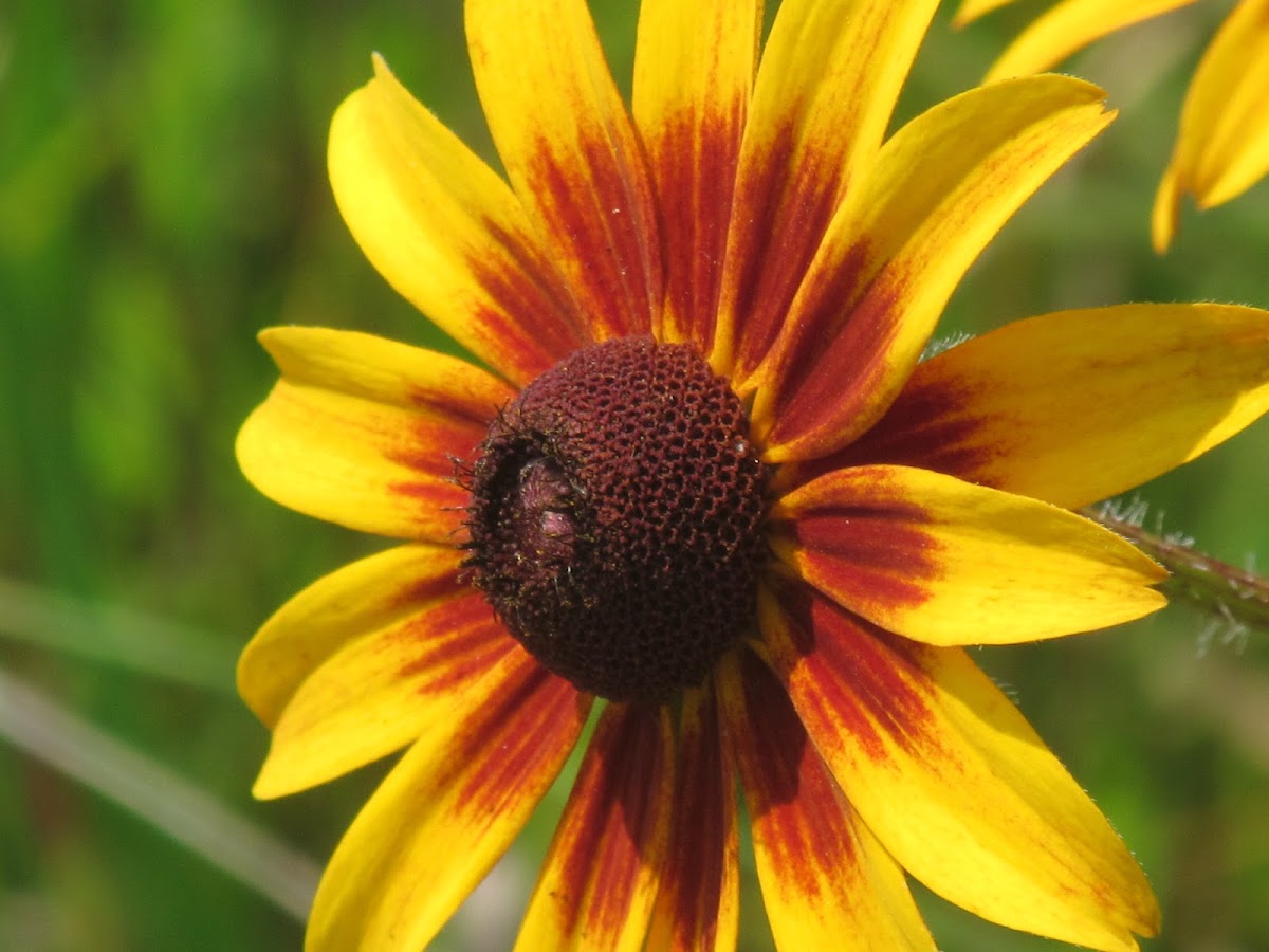 Black-eyed Susan