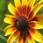 Black-eyed Susan