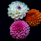 Item logo image for Magnolia flower