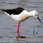 Black-winged Stilt; Cigüeñuela