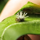 Cordyceps sp. on host spider