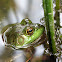 Bullfrog