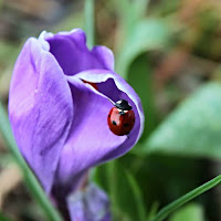   #naturfoto #nature #natura #macroclique #macroandflowers #coccinelle #primavera #sping #ilovenature #naturelovers #flowerandmacro #flower #volgogrosseto #igertoscana #goodluck #buonafortuna #haveagoodday #haveaniceday #buonagiornata di 