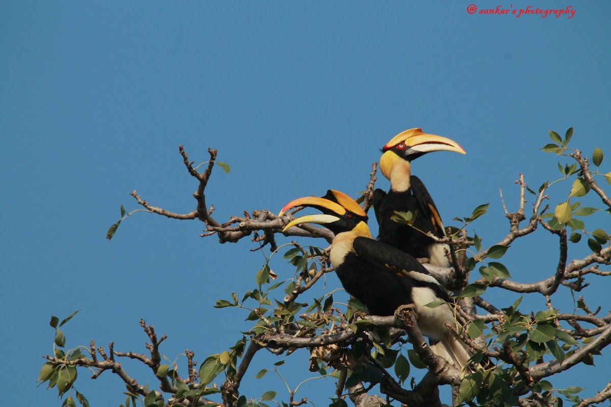 Great Hornbill