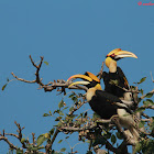 Great Hornbill