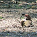 Tree Sparrow