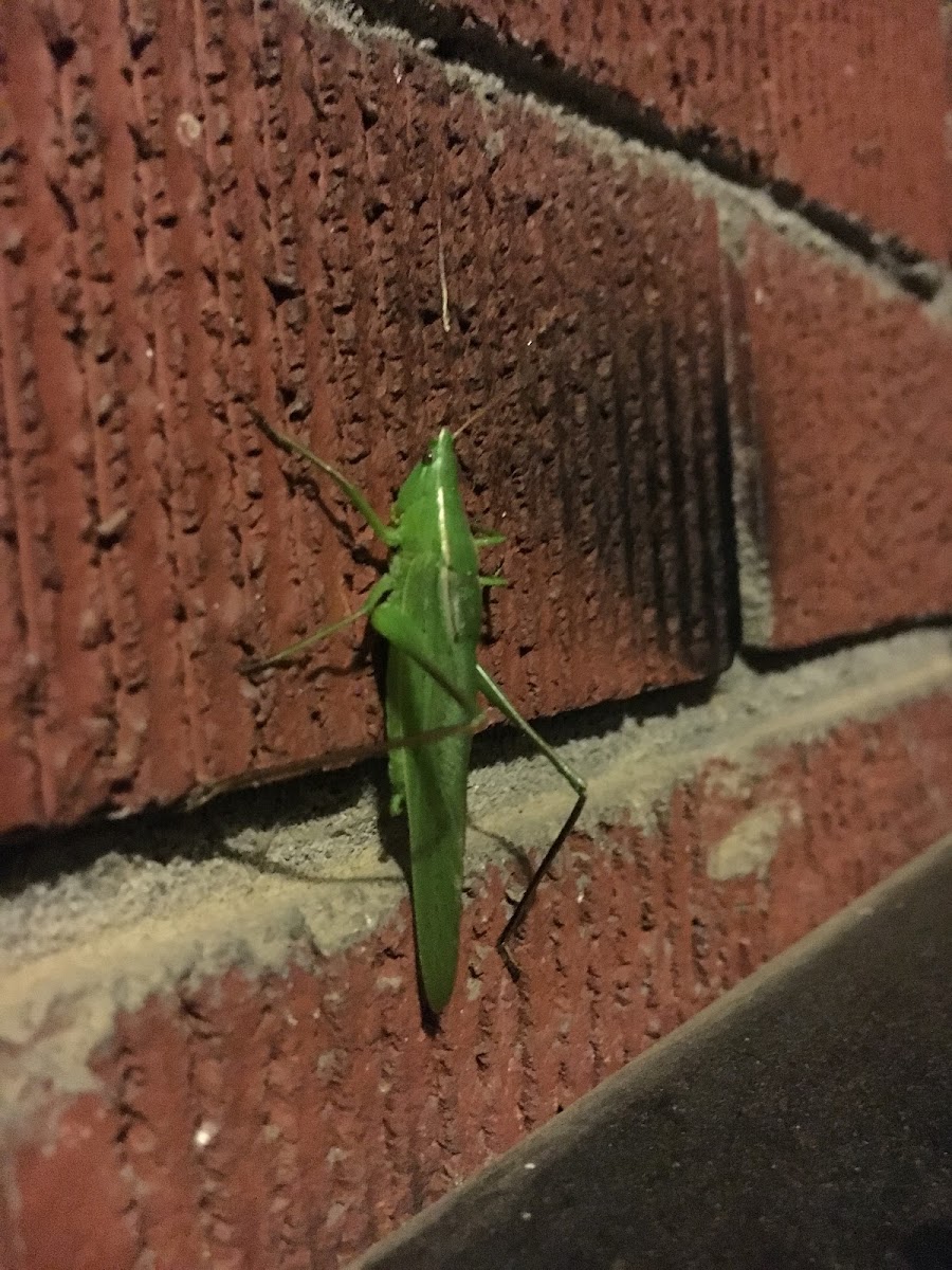 Conehead Katydid