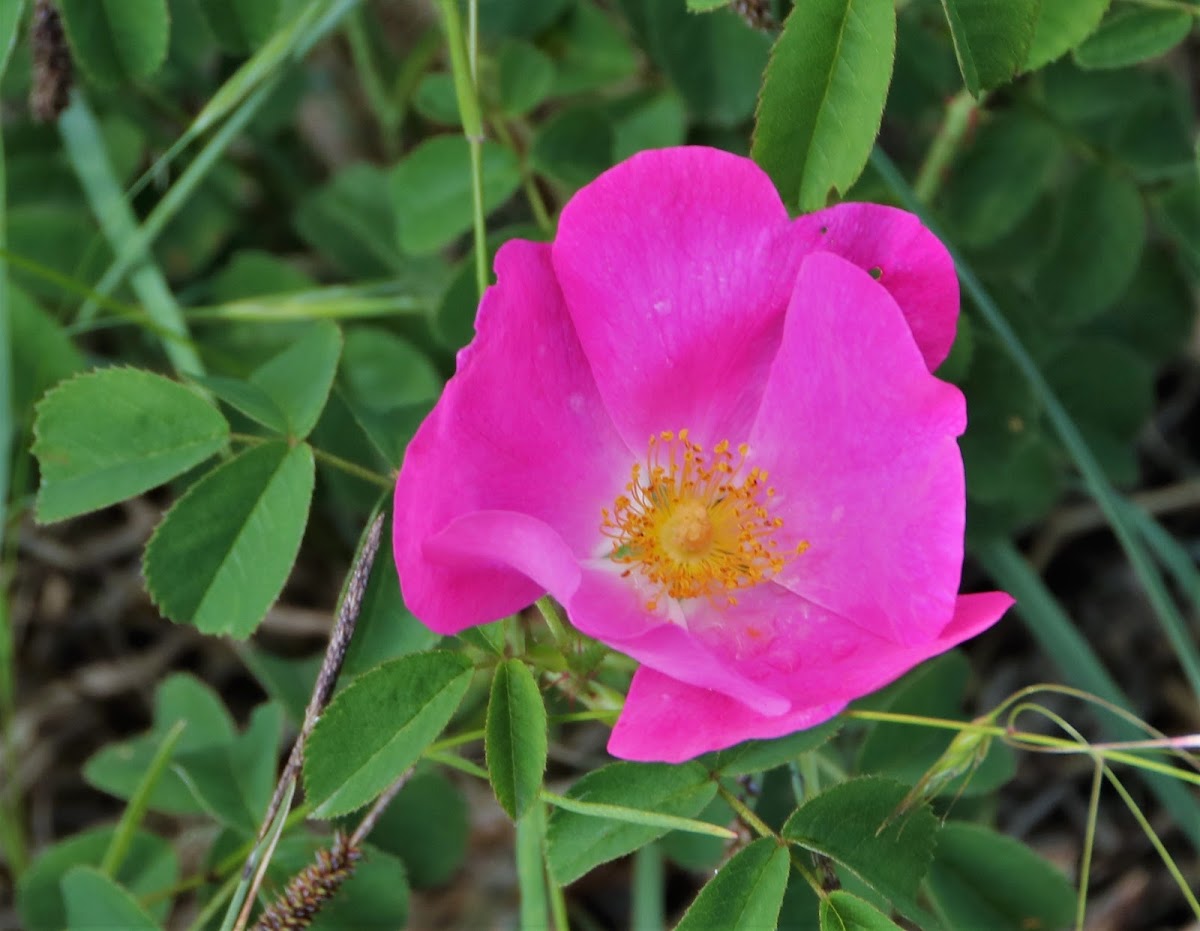 Gallic Rose