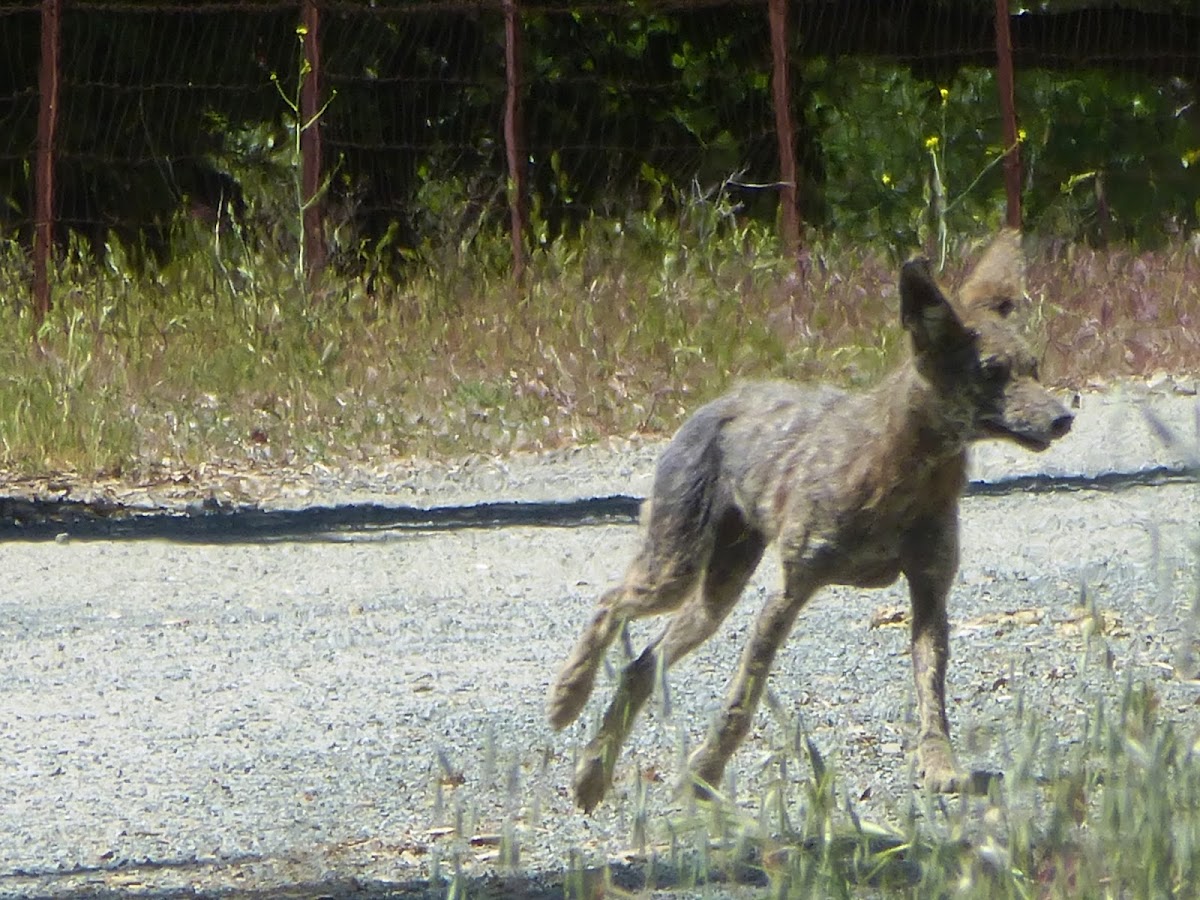 Coyote Pup