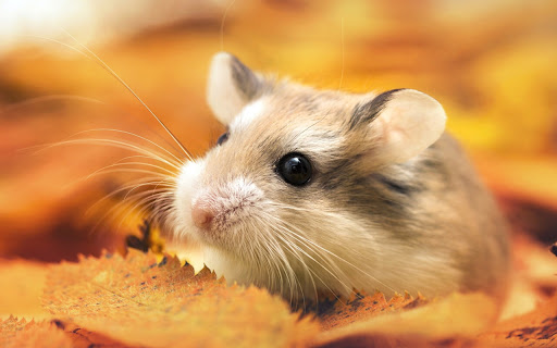 Cute Hamster Exploring Vibrant Autumn Leaves screenshot 2
