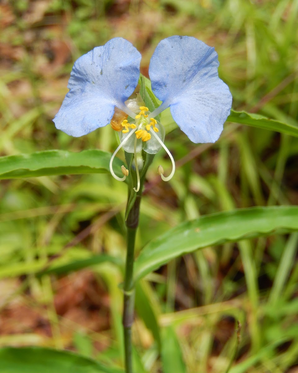 Virginia Dayflower