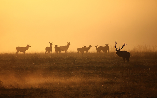 Herd of deer