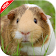 Cute Guinea Pig Wallpapers icon