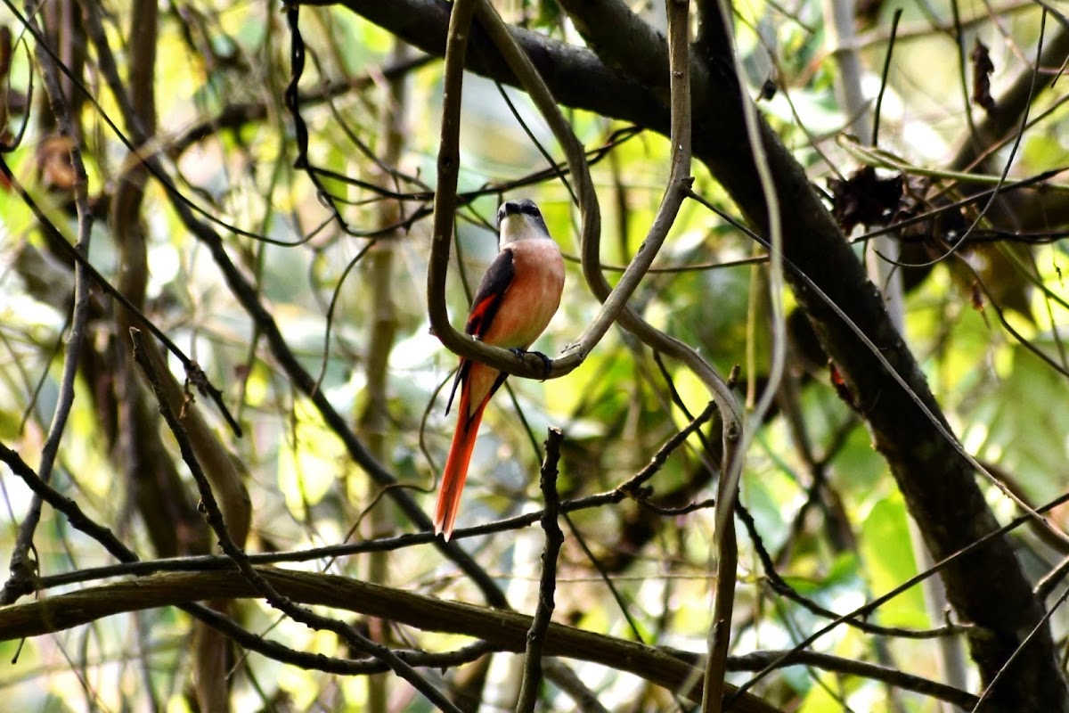 Scarlet Minivet