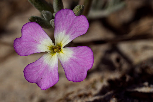 Malcolmia littorea