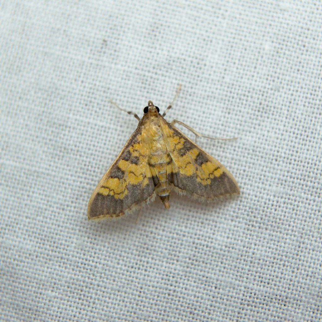 Paler Diacme Moth