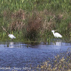 Little Egret