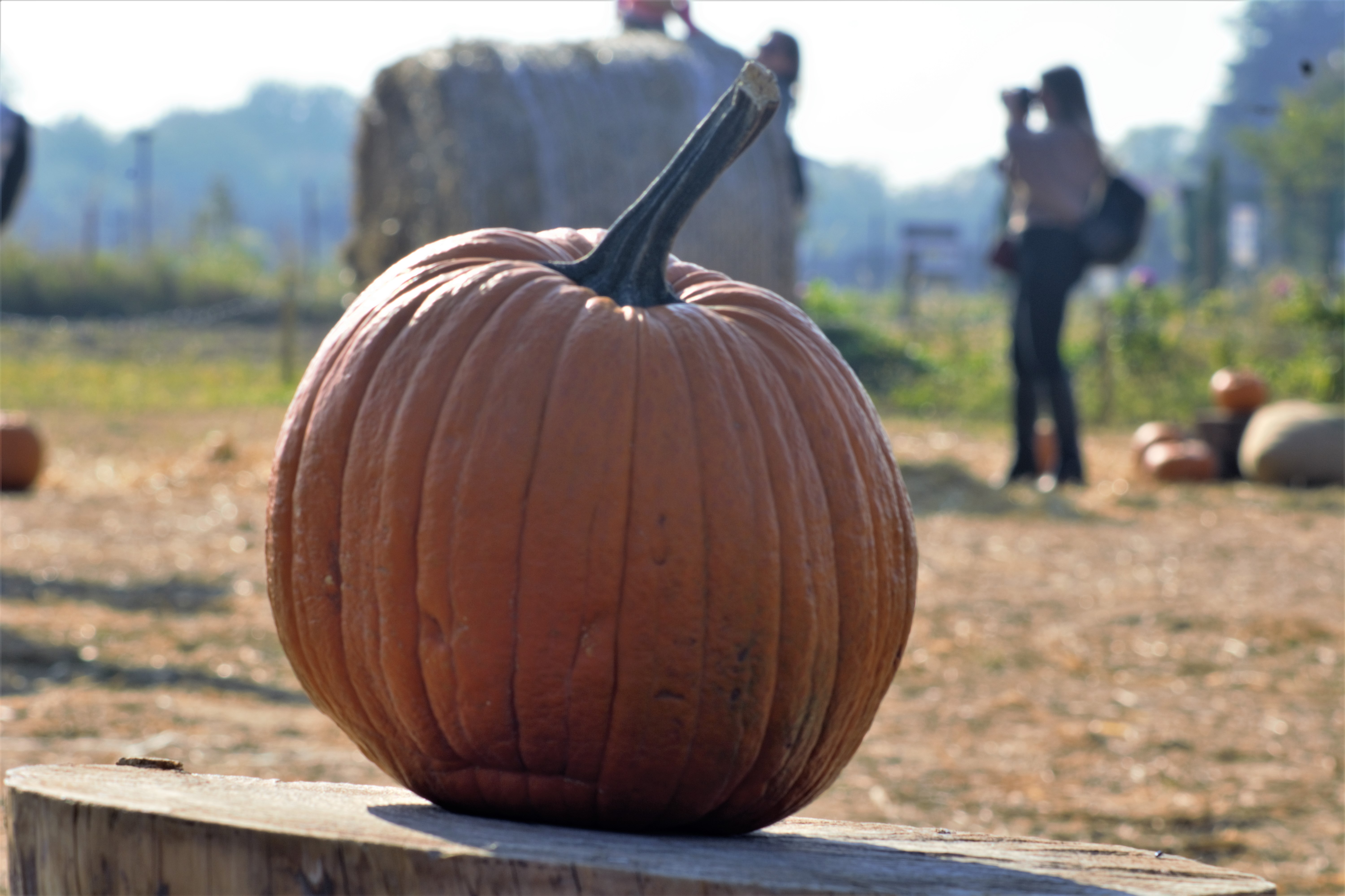 Zucca  di Bettyb