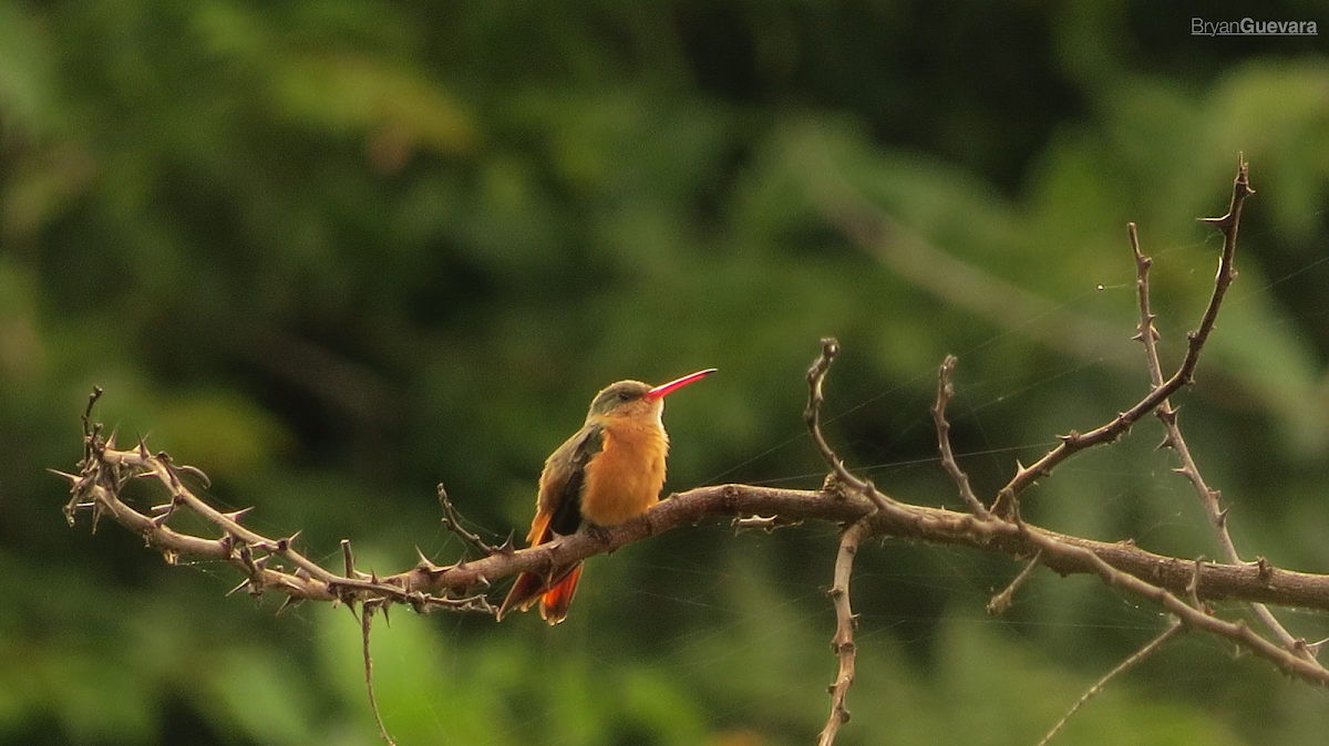 Cinnamon Hummingbird