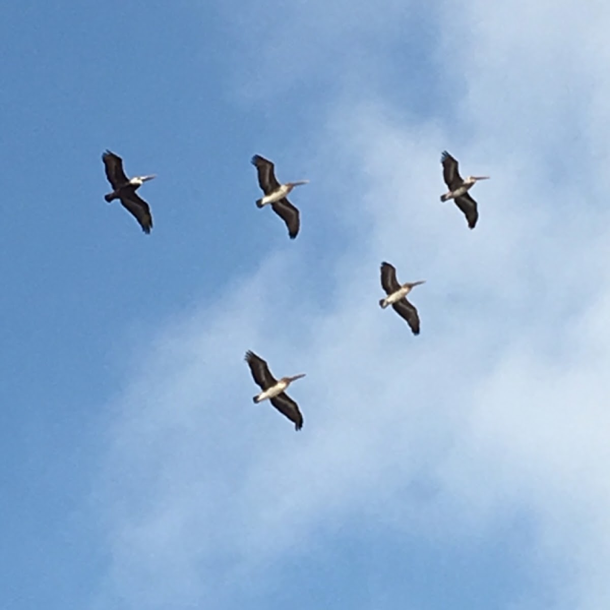 Brown Pelican