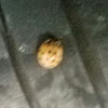 Mexican bean beetle