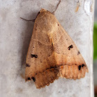 Tirhaca Underwing