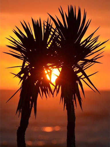 Palm Tree Wallpapers