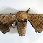 Chocolate-Tip Silk Moth