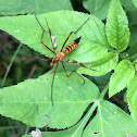 Crane fly