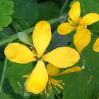 Greater Celandine