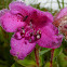 Kamchatka Rhododendron