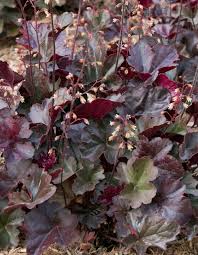 Heuchera 'Obsidian' - Muddy Trowel