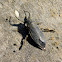 Giant Water Bug