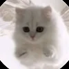 ユーザー
