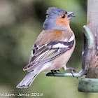 Chaffinch