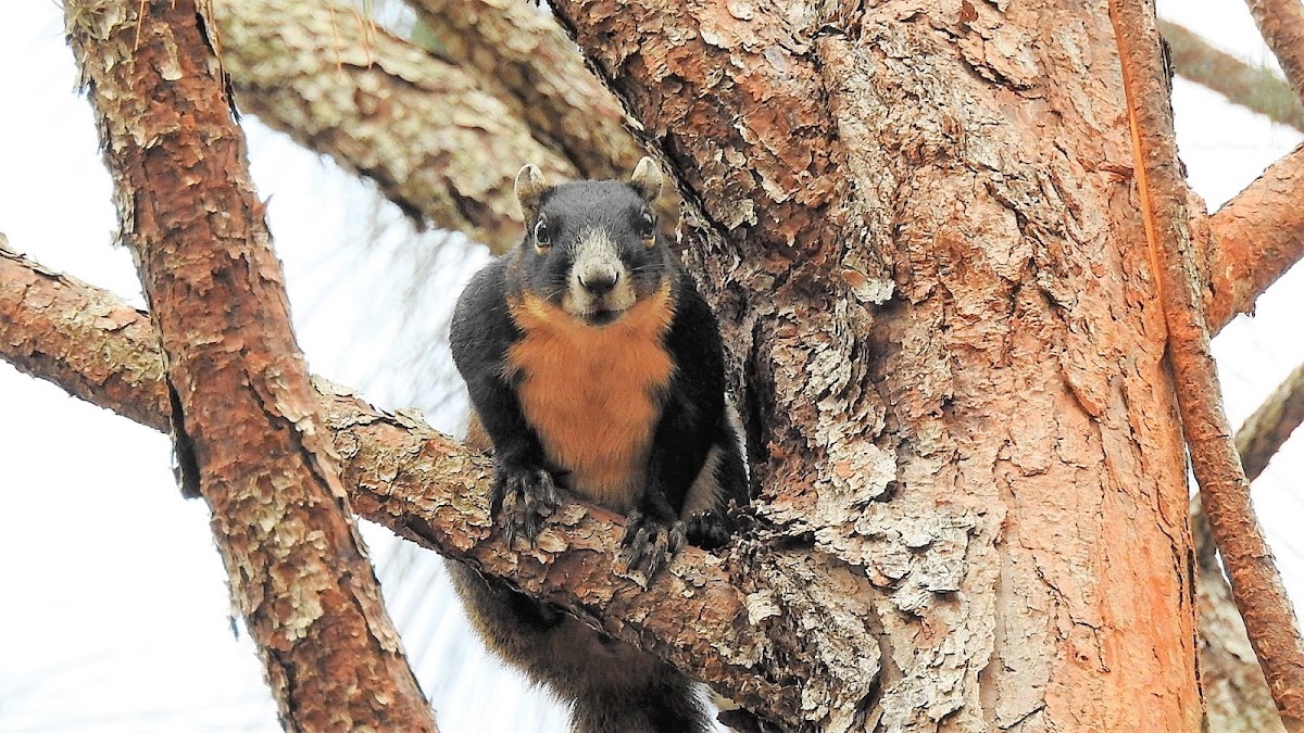 Black fox squirrel