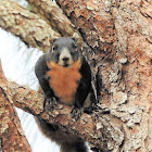 Black fox squirrel