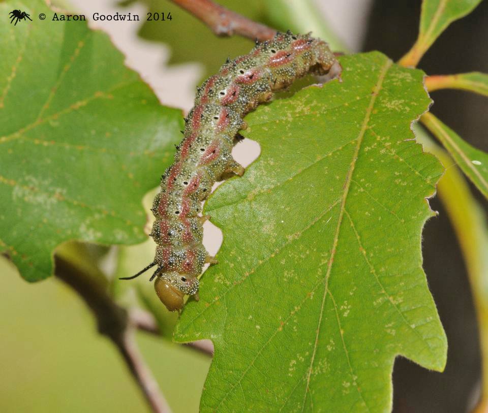 Pink-striped oakworm