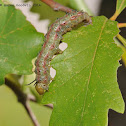 Pink-striped oakworm