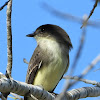 Eastern phoebe