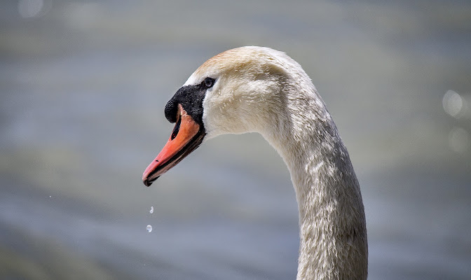 l'eleganza del cigno di Giacodam87