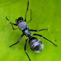 Ant mimicking jumping spider